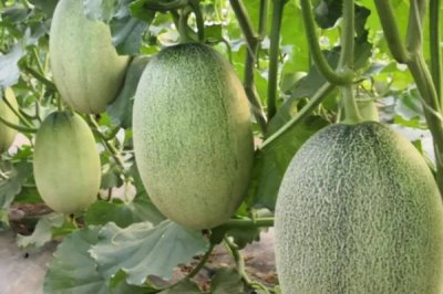 哈密瓜坐果后什么时候成熟,所需时间一般为1-2个月左右