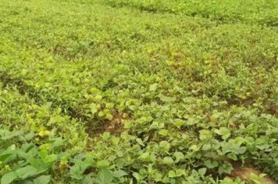 怎么防治绿豆轮纹病,播种前可深翻土壤、撒施石灰