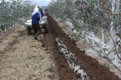 果树秋季施肥的好处,有助于较大限度的吸收营养
