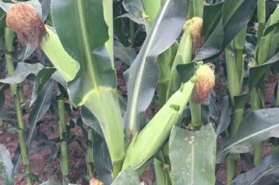 佳玉3550玉米种子特征特性，4月上中旬播种