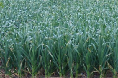 大蒜扎辫原因和预防方法，遇到低温容易因二次生长而扎辫