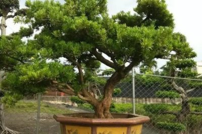 罗汉松为何会出现污煤病,主要原因是昆虫排泄了粪便和分泌物