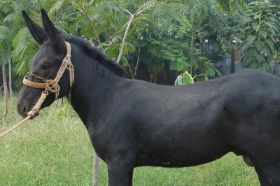 毛驴的来源，非洲野驴一般是现代家驴的祖先
