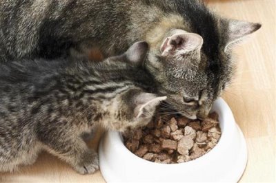 给猫咪喂食猫草片的作用,可帮助猫咪将体内堆积的毛球