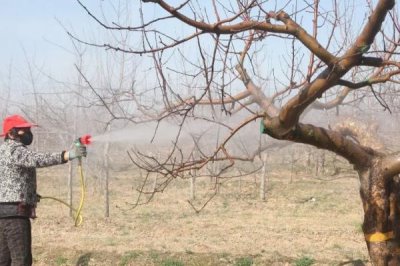 梨树锈病危害特征,主要危害叶片、新梢和幼果