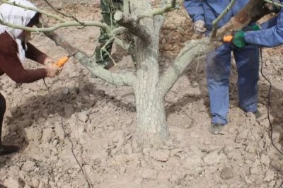 梨树休眠期管理办法,进行冬剪整形的最适宜时间段