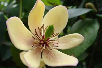 含笑花夏季的浇水方法，浇水频率为每天一次