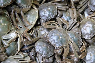 河蟹的价格,一斤需要10-35元左右