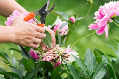 芍药种植第一年能不能开花，通常要在第二年才能开出花朵