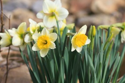 水仙的花期如何控制，可通过调整温度控制花期