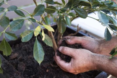 茉莉花花谢后该如何修剪，一定要及时将病虫枝剪除
