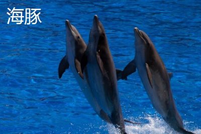 海豚和鲨鱼的区别，类别、习性和呼吸方式均不同