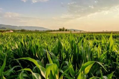 良星206玉米种简介,夏播生育期108天