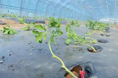移栽后的西瓜苗怎么管理，追施钙肥可促进根系发育