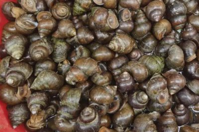 好吃的淡水螺有哪些品种，包括田螺、石螺、青蛳等种类