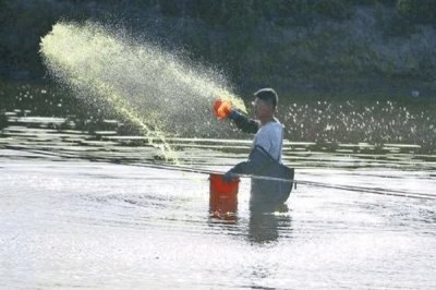 90敌百杀虫剂的鱼塘用量,鱼塘用量为0.2-0.5ppm