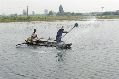 90敌百杀虫剂的鱼塘用量,鱼塘用量为0.2-0.5ppm