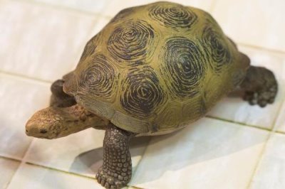 巴西龟好不好养活,新手饲养容易致死