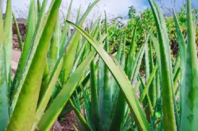 芦荟为什么会烂根，水分过多、施肥过量容易导致根系腐烂