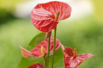 红掌有什么特点，叶子通常从基部生出的