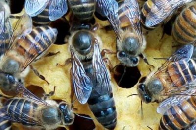 蜂王为什么会逃跑,可能是蜜蜂群体过大或遭受天敌侵袭等