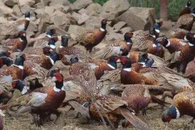 人工山鸡养殖的优势,投资少技术简单