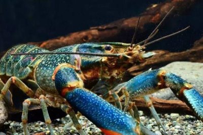 澳洲龙虾养殖技术要点,饵料可以采用人工配比的方法