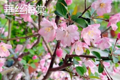 哪里可以购买海棠树,可在山东、江西等省份的苗木市场购买