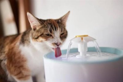 猫咪为什么会患上糖尿病,主要是肥胖、内分泌失调、遗传因素所致