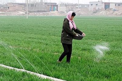 硼肥的类型,包括硼砂、硼酸、硼镁磷肥等种类