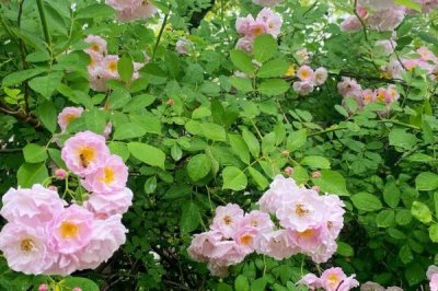 野蔷薇老杆如何扦插,尽可能在冬季或早春期间进行