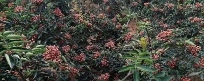 种花椒树能不能赚钱,相关资源充足时通常可以赚到钱