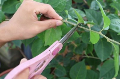 三角梅冬季什么时候修剪，在每年的十一月份进行