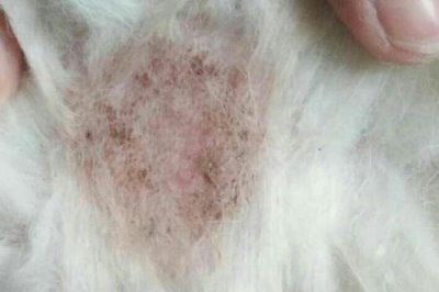 萨摩耶夏天要不要剃毛，夏天一般不需要剃毛