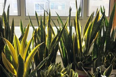 虎皮兰怎么养殖,冬季每隔10天浇一次水