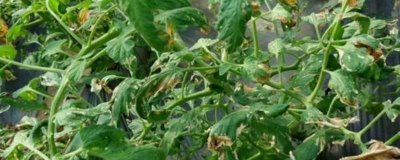 怎么防治番茄缺素症,缺氮可喷施尿素溶液