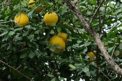 香橼果苗的价格,产地不同价格不同