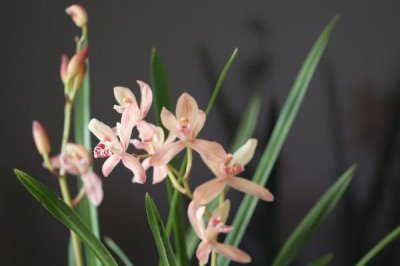 梅兰竹菊的寓意,梅花寓意百折不挠