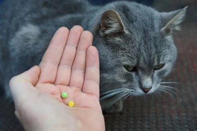 猫咪为什么会患上糖尿病,主要是肥胖、内分泌失调、遗传因素所致