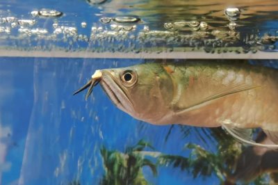 适合银龙鱼养殖的水温,最适生存水温为24-28℃