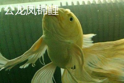 龙凤锦鲤公母分辨方法,雌鱼头部窄长、雄鱼头部宽短