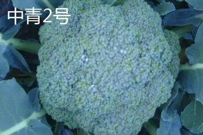 西兰花优良品种介绍，品种众多各具特点