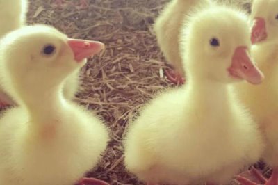 肉鹅的综合养殖技术,1月龄要全天放牧