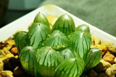 姬玉露闷养的方式，要防止阳光直接照射和浇水