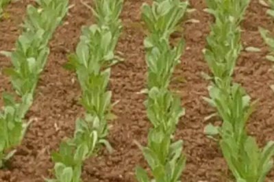油麦菜的种植时间,一年四季可大棚种植