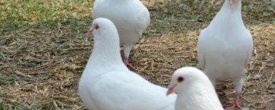 养殖乳鸽的前景,目前来看具有较大的市场潜力