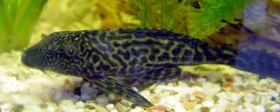 养什么能吃鱼粪便，可以养清道夫、黑壳虾以及螺类等