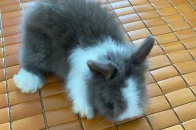 宠物兔的价格,不同的品种其价格有所差异