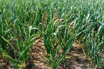 大蒜年前要打药吗，年前不需要打药