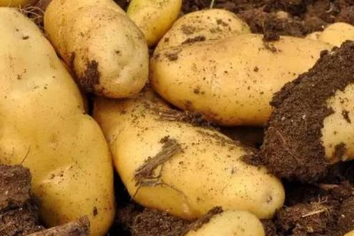 马铃薯的品种介绍,有不同颜色的